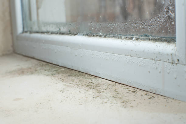 Trusted Eureka Springs, AR Mold Removal Experts